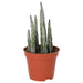 Live Plant Candle Succulent (Medium) - Reptiles By Post