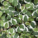 Live Plant Creeping Fig "Variegated" (Medium) - Reptiles By Post