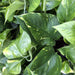 Live Plant Devil's Ivy 6cm Pot - Reptiles By Post