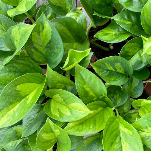 Live Plant Devil's Ivy 'Global Green' (Large) - Reptiles By Post