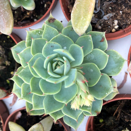 Live Plant Echeveria Agavoides (Medium) - Reptiles By Post