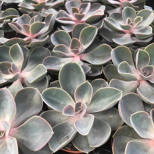 Live Plant Echeveria Purple Perle (Medium) - Reptiles By Post