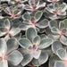 Live Plant Echeveria Purple Perle (Medium) - Reptiles By Post