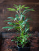 Live Plant - False Aralia (Medium) - Reptiles By Post