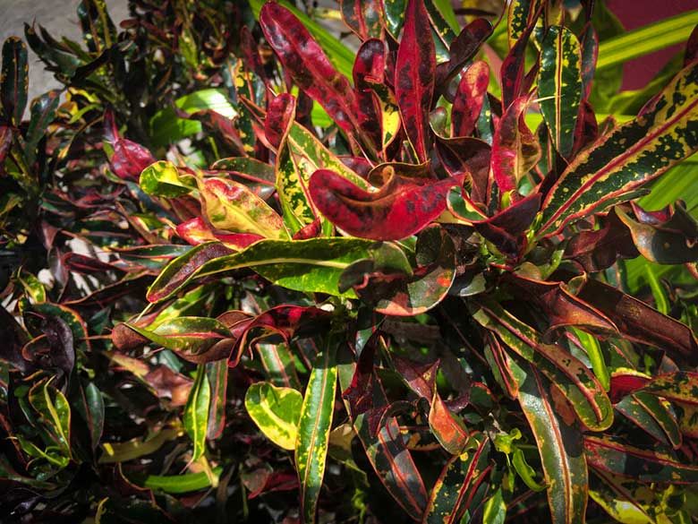 Live Plant Garden Croton 'Mammy' (Large) - Reptiles By Post