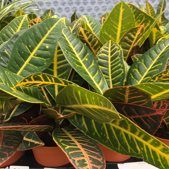 Live Plant Garden Croton 'Nervia' (Large) - Reptiles By Post