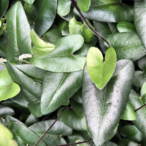 Live Plant Heart Fern (8cm Pot) - Reptiles By Post