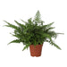 Live Plant Korean Rock Fern (Large) - Reptiles By Post