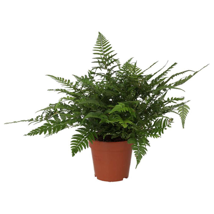 Live Plant Korean Rock Fern (Large) - Reptiles By Post