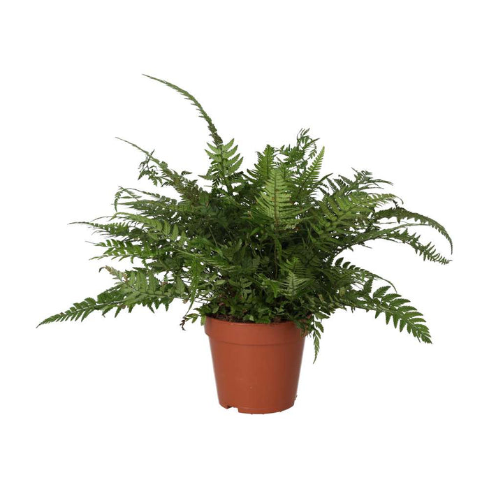 Live Plant Korean Rock Fern (Large) - Reptiles By Post