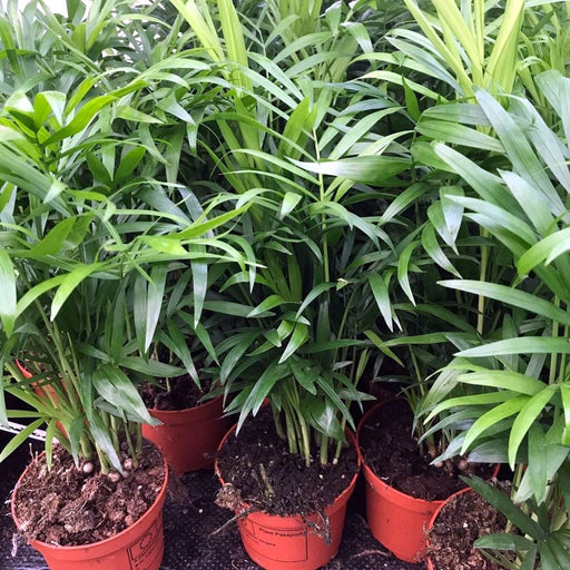 Live Plant Parlour Palm - Medium - Reptiles By Post