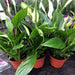 Live Plant Peace Lily Medium - Reptiles By Post