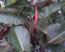 Live Plant Philodendron 'Rojo Congo' - Reptiles By Post