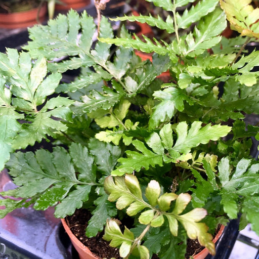 Live Plant Pteris Fern (Medium) - Reptiles By Post