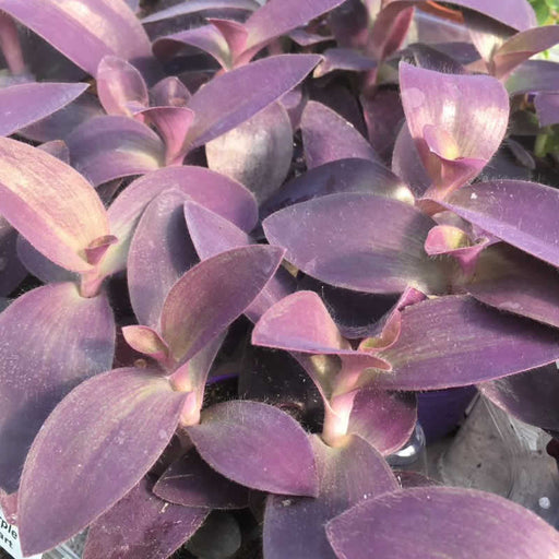 Live Plant Purple Heart Tradescantia (Large) - Reptiles By Post