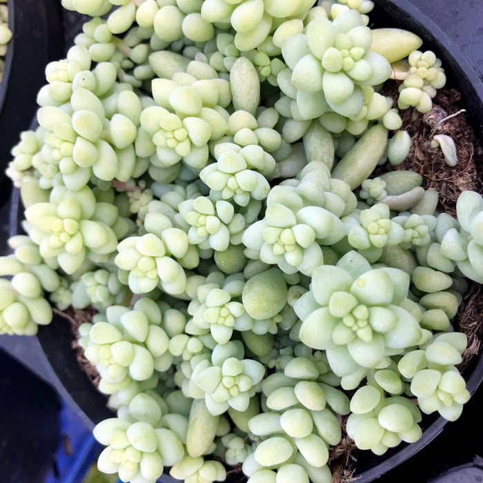 Live Plant Sedum Burrito (Medium) - Reptiles By Post