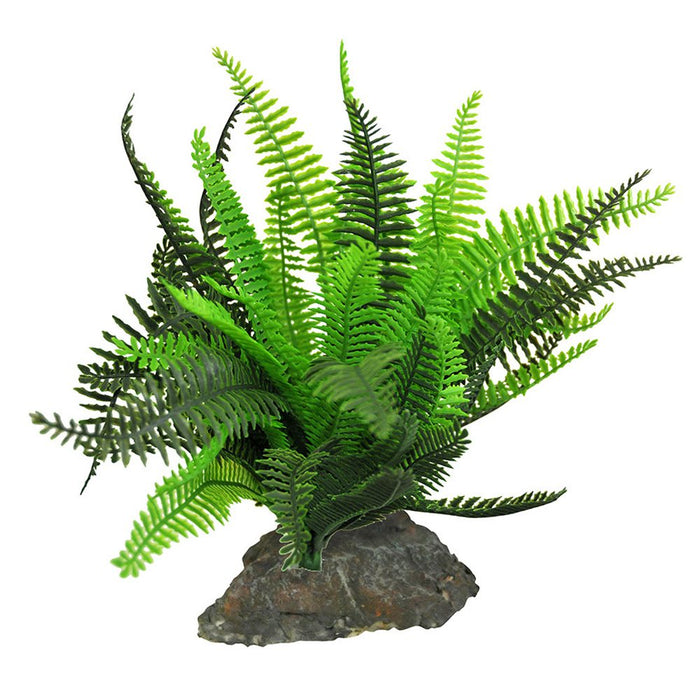 Lucky Reptile Fern - Reptiles By Post