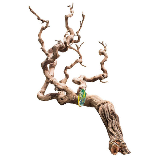 Lucky Reptile Premium Grapevine Show - Reptiles By Post