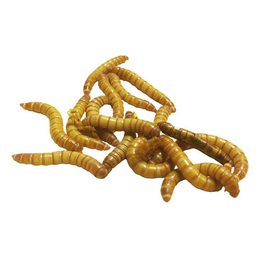 MINI Mealworms (Bag of 500g) - Reptiles By Post