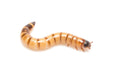Morio Worms - Reptiles By Post