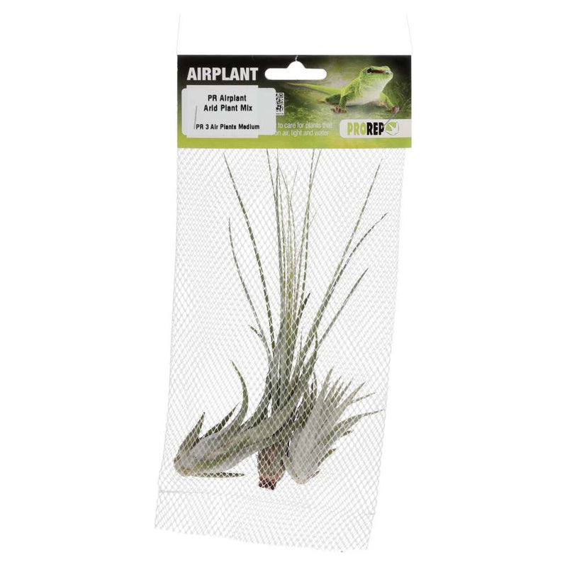 PR Airplant Arid Plant Mix (3 medium plants) - Reptiles By Post