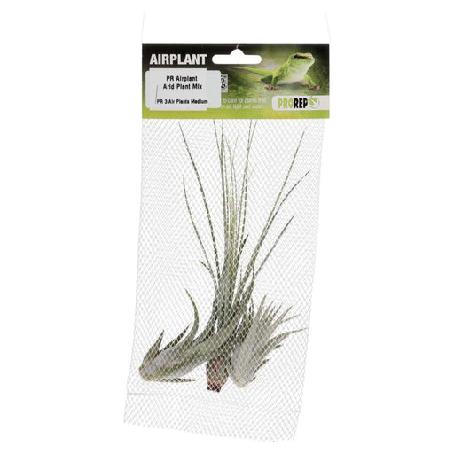 PR Airplant Arid Plant Mix (3 medium plants) - Reptiles By Post