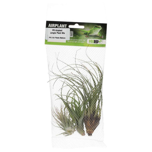 PR Airplant Jungle Plant Mix (3 medium plants) - Reptiles By Post