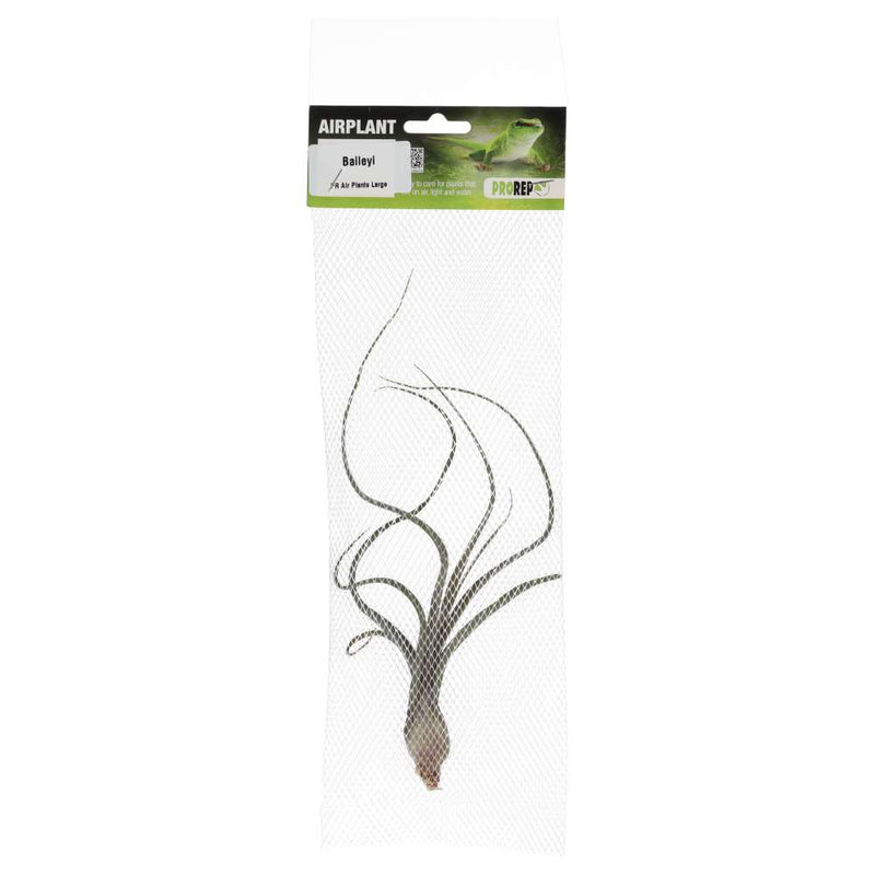 PR Airplant Large Baileyi - Reptiles By Post