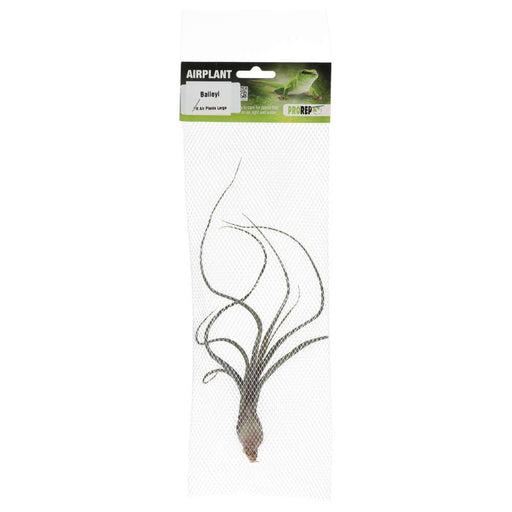 PR Airplant Large Baileyi - Reptiles By Post