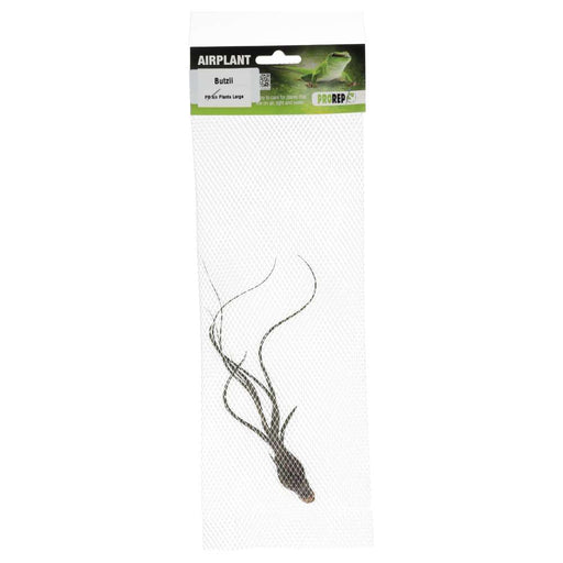PR Airplant Large Butzii - Reptiles By Post