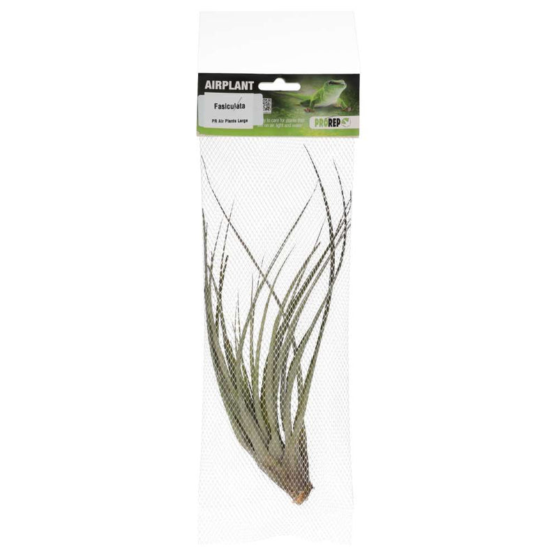 PR Airplant Large Fasiculata - Reptiles By Post