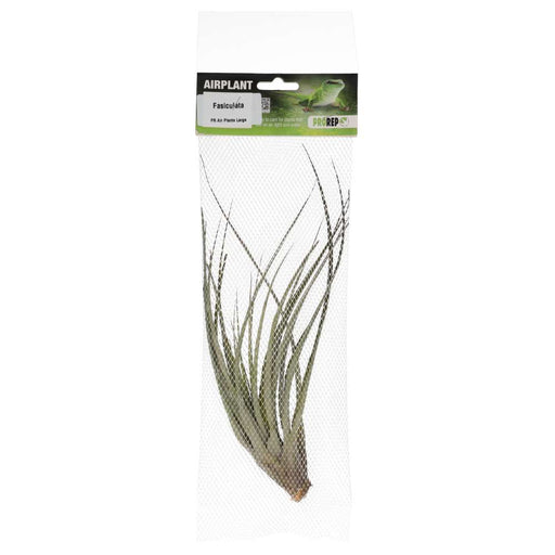 PR Airplant Large Fasiculata - Reptiles By Post