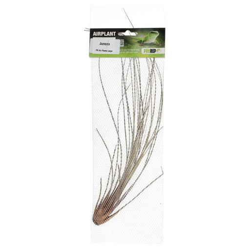 PR Airplant Large Juncea - Reptiles By Post
