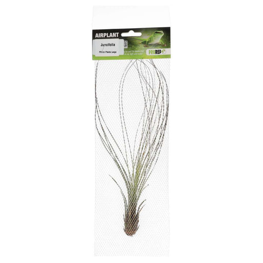 PR Airplant Large Juncifolia - Reptiles By Post