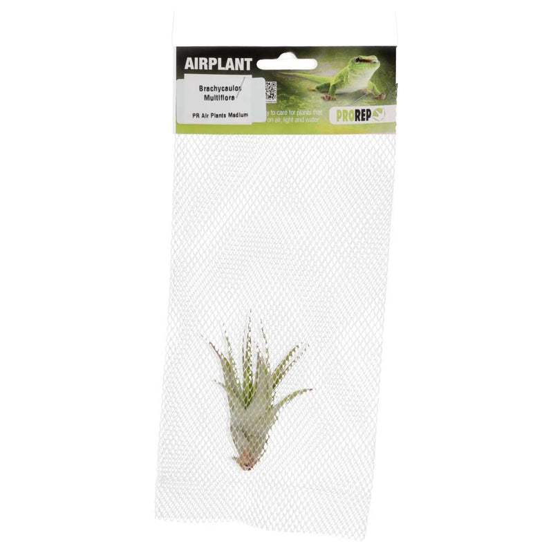 PR Airplant Med Brachycaulos multiflora - Reptiles By Post