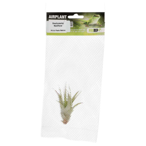 PR Airplant Med Brachycaulos multiflora - Reptiles By Post