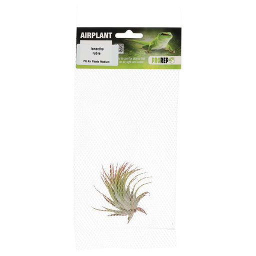PR Airplant Med. Ionantha rubra - Reptiles By Post