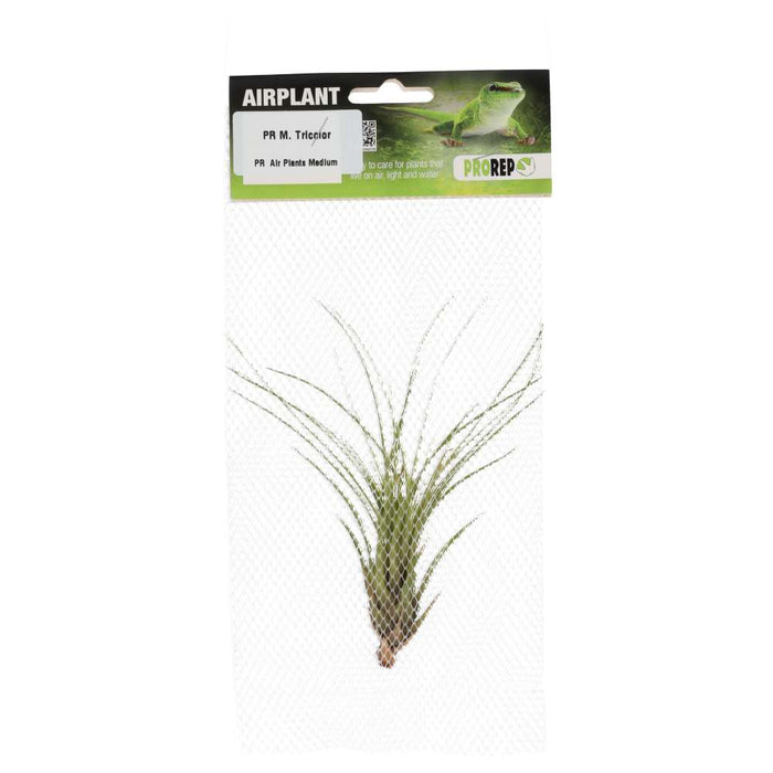 PR Airplant Med. Melanocrater tricolor - Reptiles By Post