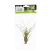 PR Airplant Med. Melanocrater tricolor - Reptiles By Post