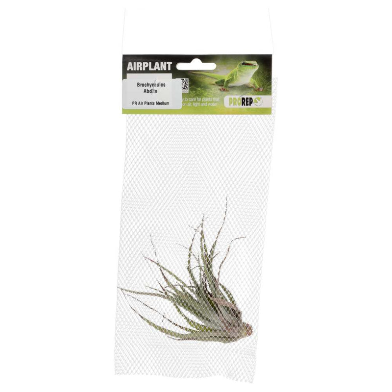 PR Airplant Medium brachycaulos abdita - Reptiles By Post