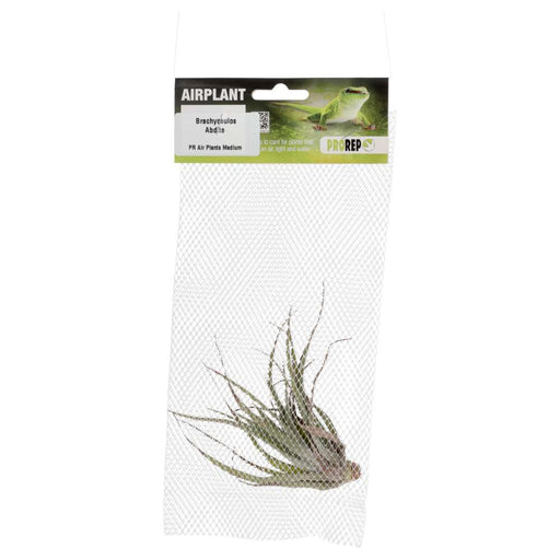 PR Airplant Medium brachycaulos abdita - Reptiles By Post