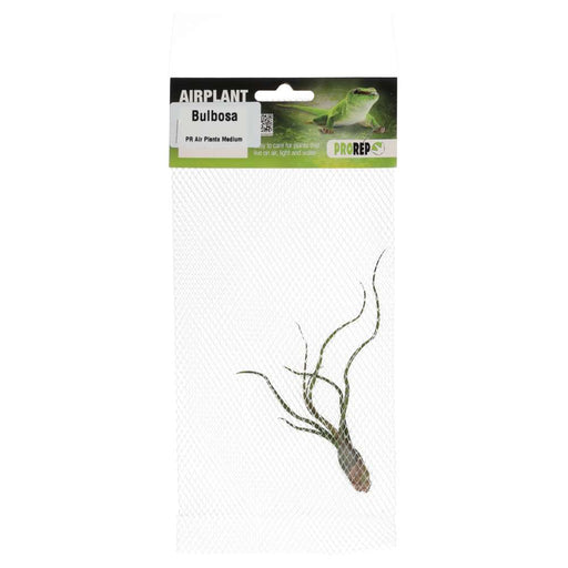 PR Airplant Medium Bulbosa - Reptiles By Post