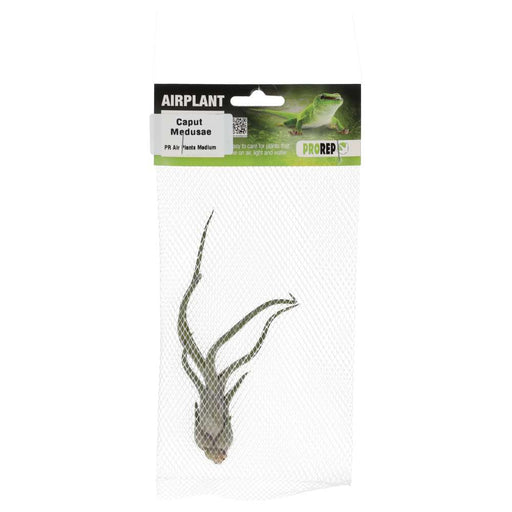 PR Airplant Medium Caput Medusae - Reptiles By Post
