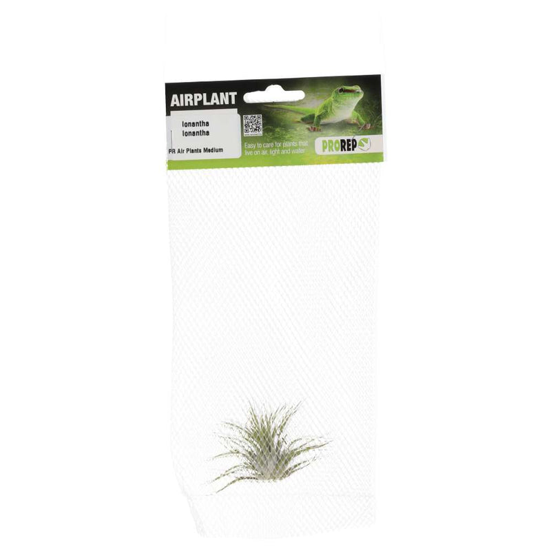 PR Airplant Medium Ionantha ionantha - Reptiles By Post