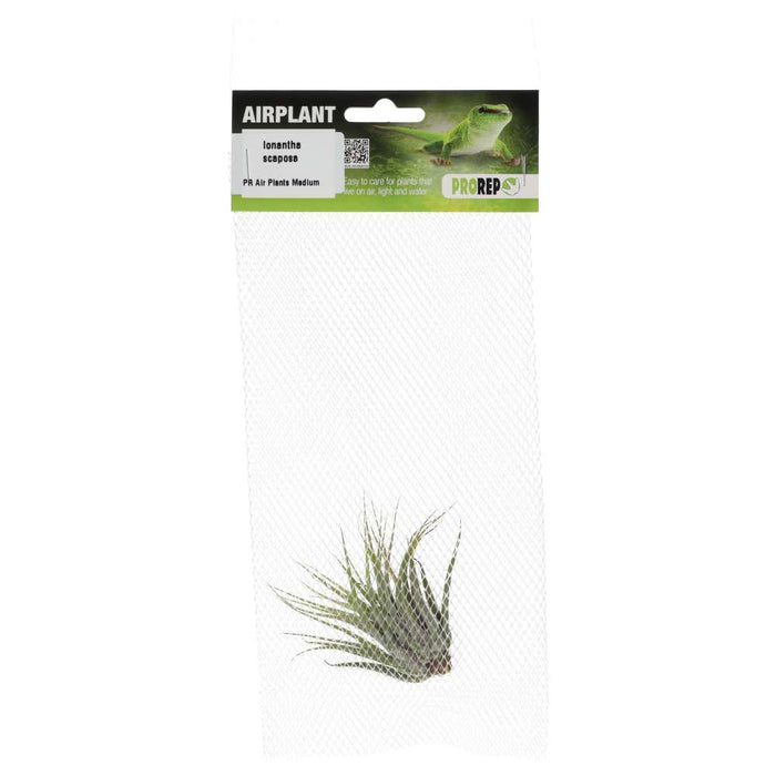 PR Airplant Medium Ionantha scaposa - Reptiles By Post