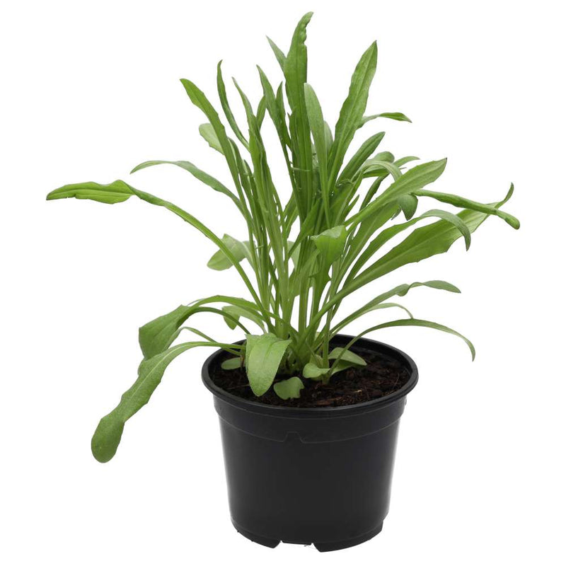PR Live Food plant. Cornflower (10cm pot) - Reptiles By Post