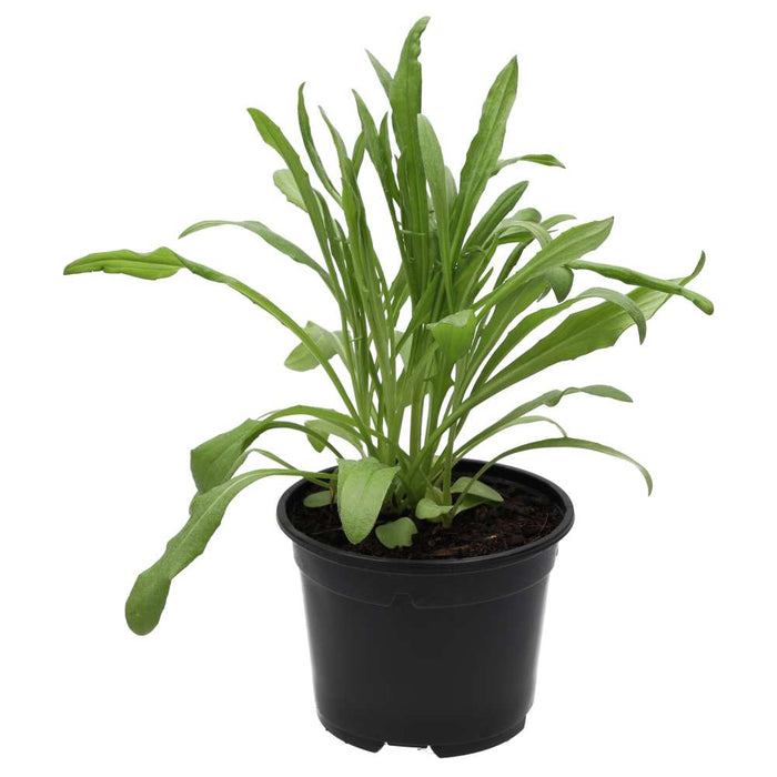 PR Live Food plant. Cornflower (10cm pot) - Reptiles By Post
