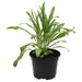 PR Live Food plant. Cornflower (10cm pot) - Reptiles By Post