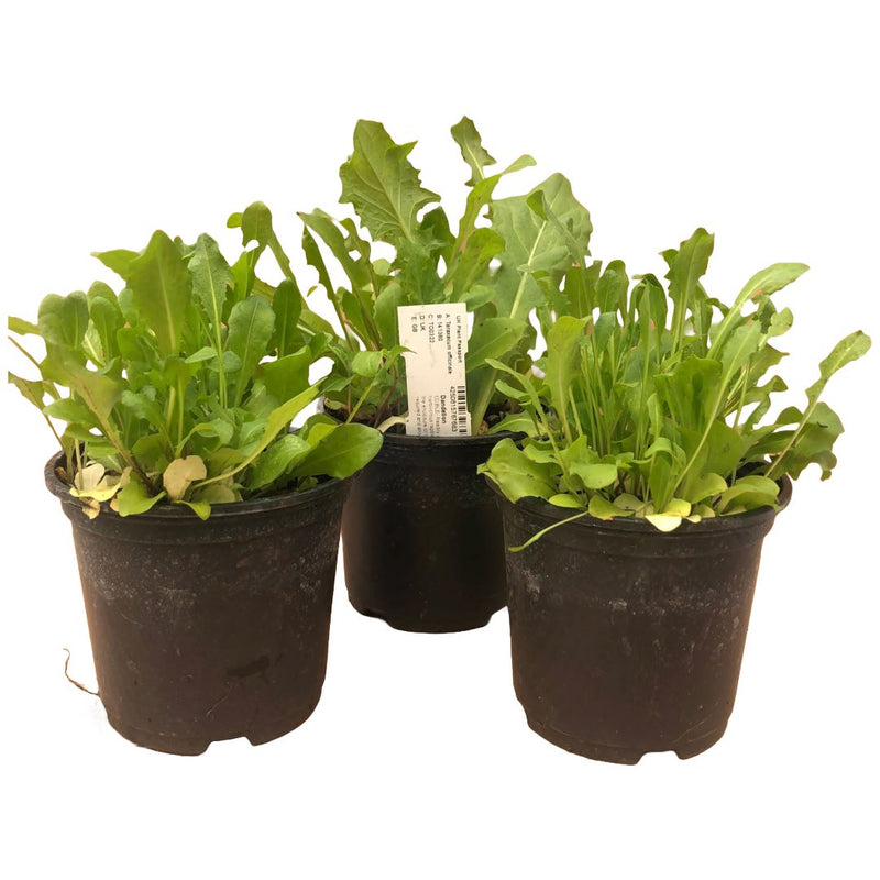 PR Live Food plant. Dandelion *BUNDLE OF 3* - Reptiles By Post