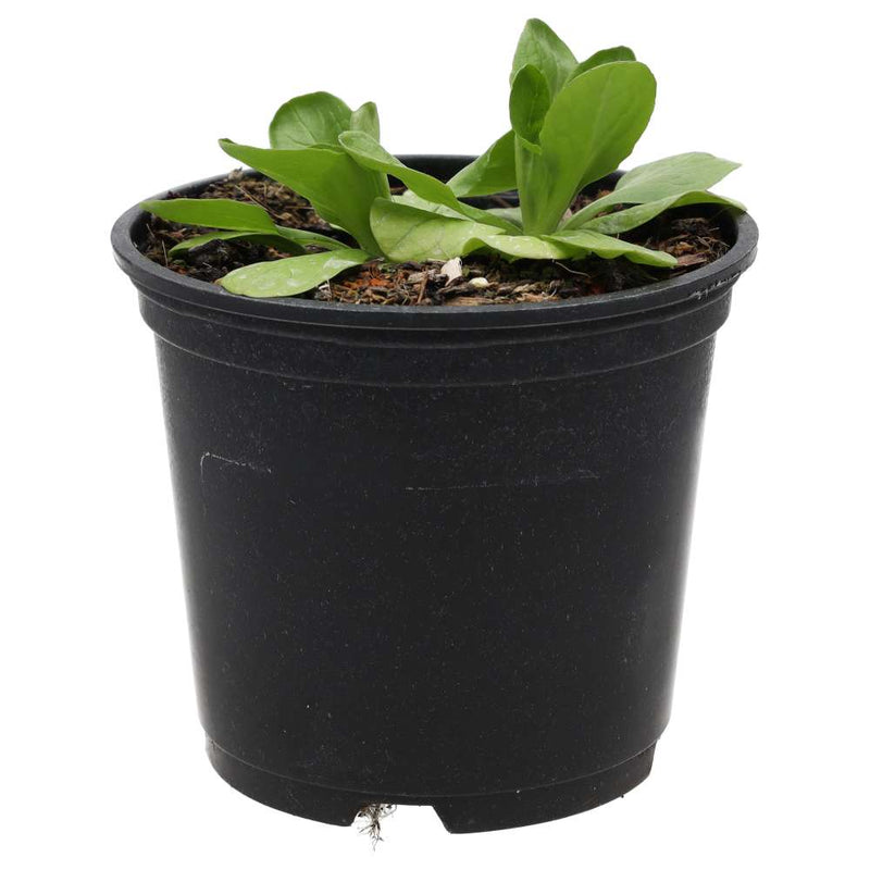 PR Live Food plant. Lambs Lettuce (10cm pot) - Reptiles By Post
